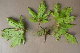 Attēlu rezultāti vaicājumam “Vasates quadripedes”