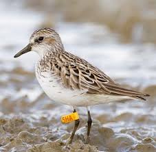 Image result for Calidris pusilla