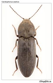 Attēlu rezultāti vaicājumam “Cardiophorus ruficollis”