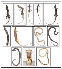 Attēlu rezultāti vaicājumam “Reptilia”