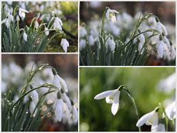 Attēlu rezultāti vaicājumam “Galanthus nivalis fruit”