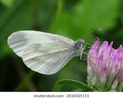 Attēlu rezultāti vaicājumam “Leptidea sinapis”