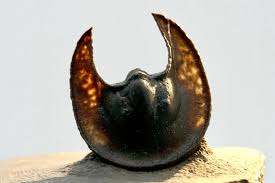 Attēlu rezultāti vaicājumam “Laccognathus panderi”