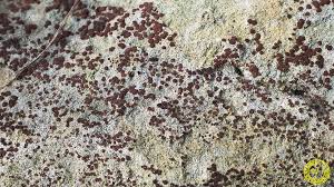 Attēlu rezultāti vaicājumam “Trapelia coarctata”