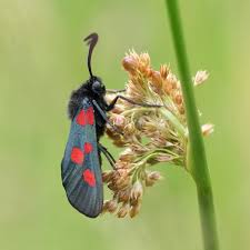 Attēlu rezultāti vaicājumam “Zygaenidae”