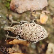Attēlu rezultāti vaicājumam “Stemonitis splendens macro”