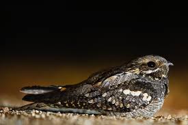 Image result for Caprimulgus ruficollis