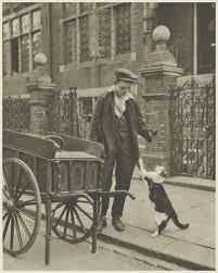 Image result for cat man