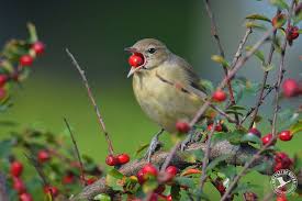Attēlu rezultāti vaicājumam “Sylvia borin adult”