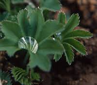 Image result for Alchemilla vulgaris