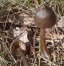 Attēlu rezultāti vaicājumam “Entoloma vernum”