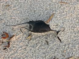 Image result for Leucoraja ocellata