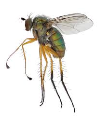 Attēlu rezultāti vaicājumam “Dolichopodidae”