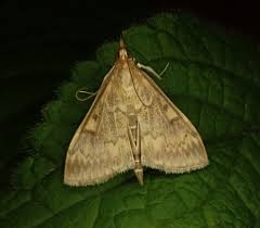 Attēlu rezultāti vaicājumam “Ostrinia nubilalis”