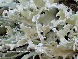 Attēlu rezultāti vaicājumam “Ramalina pollinaria”