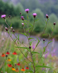 Image result for Centaurea nigra