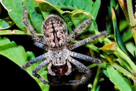 Attēlu rezultāti vaicājumam “Micrommata virescens”