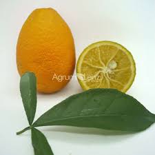 Attēlu rezultāti vaicājumam “Juglans x sinensis fruit”