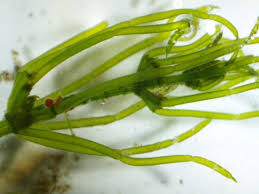 Attēlu rezultāti vaicājumam “Chara contraria”