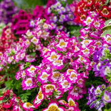 Image result for Schizanthus