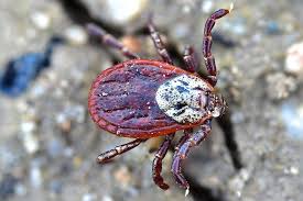 Attēlu rezultāti vaicājumam “Dermacentor reticulatus”