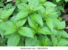 Attēlu rezultāti vaicājumam “Mercurialis perennis leaf”