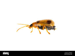 Attēlu rezultāti vaicājumam “Phyllobrotica quadrimaculata”