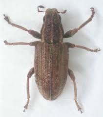 Attēlu rezultāti vaicājumam “Sitona sp.”