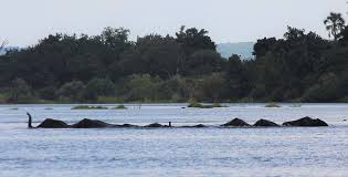 Image result for Fern Gray 1973 Jaguar