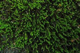 Attēlu rezultāti vaicājumam “Hygrohypnum luridum sporophyte”