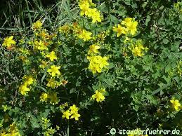 Attēlu rezultāti vaicājumam “Hypericum maculatum flower”