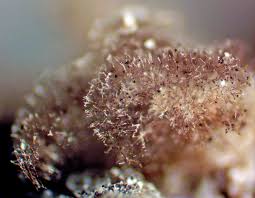 Attēlu rezultāti vaicājumam “Didymium crustaceum”