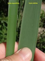 Attēlu rezultāti vaicājumam “Typha angustifolia”
