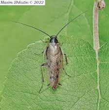 Attēlu rezultāti vaicājumam “Ectobius sylvestris female”