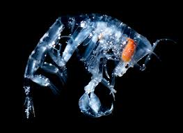 Attēlu rezultāti vaicājumam “Phronia sp.”