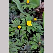 Attēlu rezultāti vaicājumam “Anemone ranunculoides leaf”