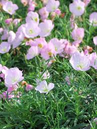 Image result for Oenothera odorata