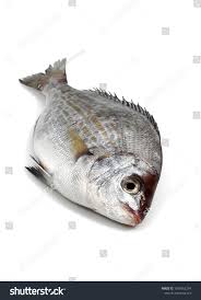 Image result for Spondyliosoma cantharus