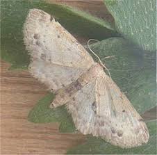 Attēlu rezultāti vaicājumam “Idaea dimidiata”