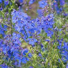 Image result for Delphinium