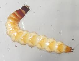 Attēlu rezultāti vaicājumam “Elateridae larva”