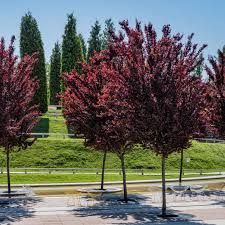 Attēlu rezultāti vaicājumam “Prunus cerasifera”