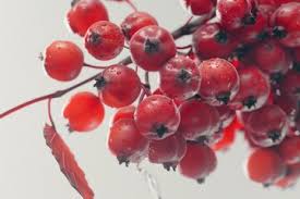 Attēlu rezultāti vaicājumam “Sorbus aucuparia fruit”