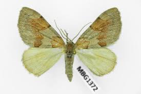 Attēlu rezultāti vaicājumam “Pennithera firmata”