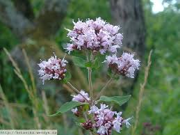 Attēlu rezultāti vaicājumam “Origanum vulgare leaf”