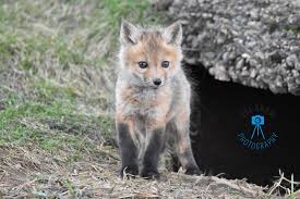 Attēlu rezultāti vaicājumam “Vulpes vulpes  juvenile”