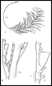 Attēlu rezultāti vaicājumam “Heterotrichia insignis (syn. Arcyria insignis) macro”