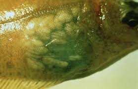 Image result for Hippoglossoides platessoides