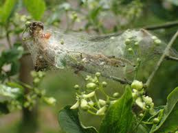Attēlu rezultāti vaicājumam “Yponomeuta malinellus / cagnagella larva”