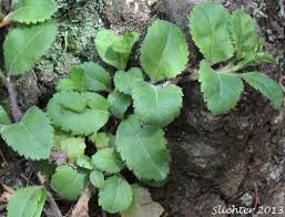 Attēlu rezultāti vaicājumam “Veronica officinalis leaf”